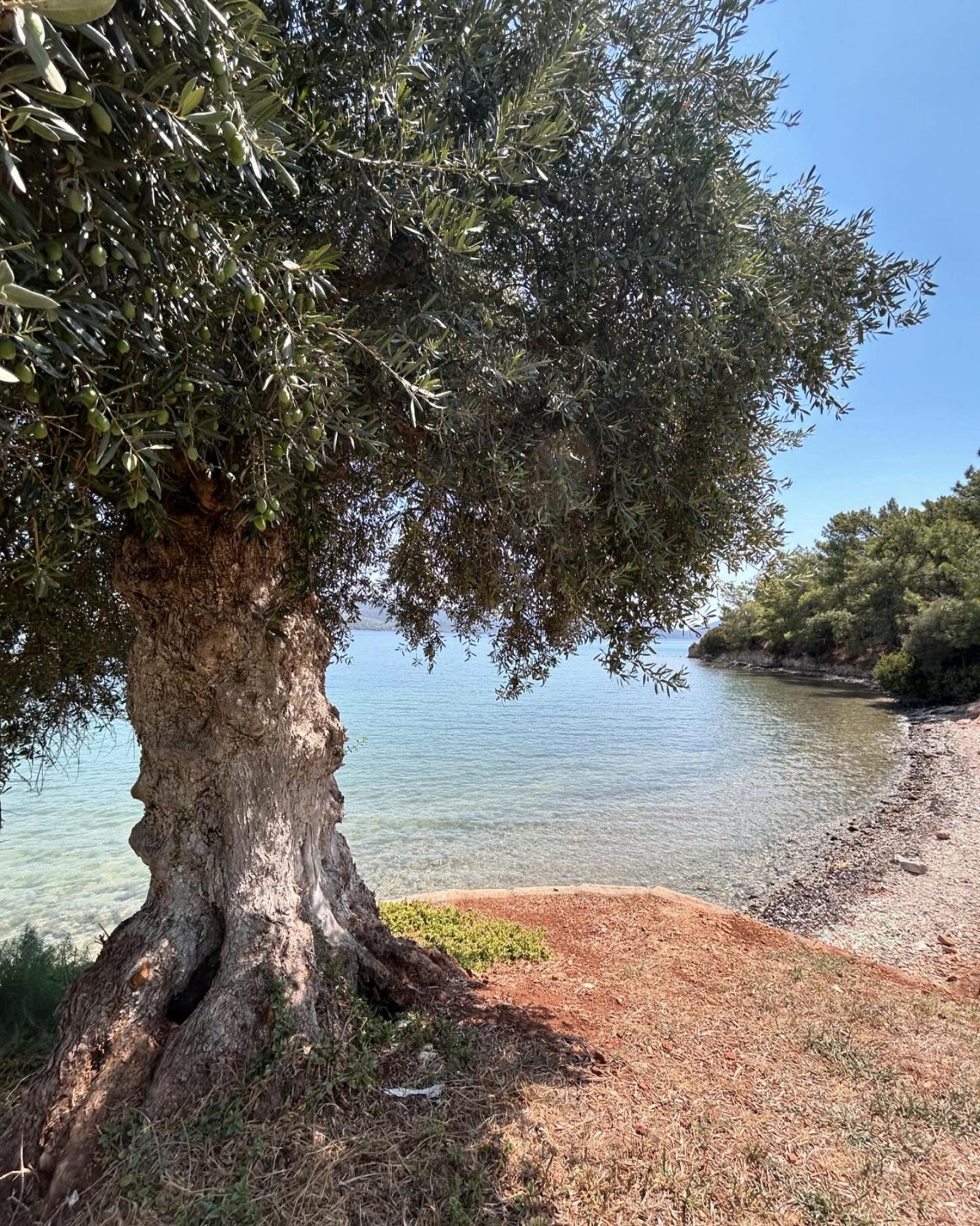 Zeytin Bahçeleri ve Zeytinyağı Kültürü